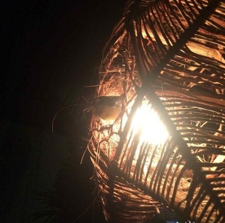 passarinho-ninho-pousada-som-dos-passaros-porto de galinhas-pernambuco