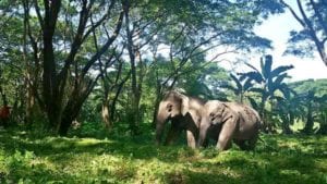 o-que-fazer-em-chiang-rai-tailandia-Elephant Valley Thailand (1)