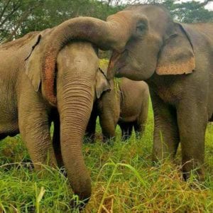 o-que-fazer-em-chiang-rai-tailandia-Elephant Valley Thailand (2)