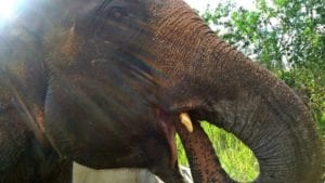 o-que-fazer-em-chiang-rai-tailandia-Elephant Valley Thailand (3)