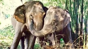 o-que-fazer-em-chiang-rai-tailandia-Elephant Valley Thailand