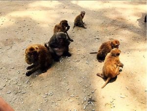 o que fazer em chiang rai - tailandia - monkey temple