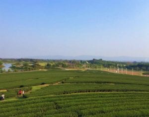 o que fazer em chiang rai - tailandia - singha park