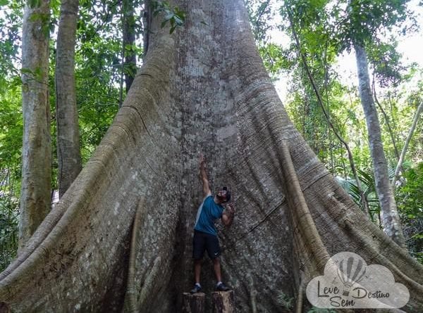 FLONA - Floresta Nacional do Tapajos - Alter do Chao - sumauma - jamaraqua (6)