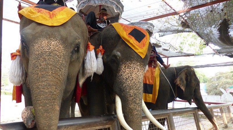 o que nao te contaram sobre a tailandia - transito - turismo exploratorio - zoologico - mulheres girafa - elefantes - poluicao - drogas (