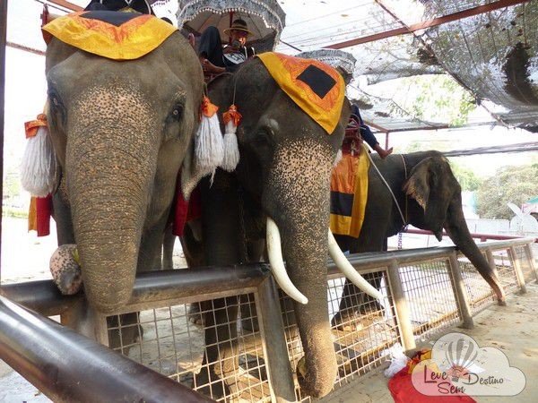 o que nao te contaram sobre a tailandia - transito - turismo exploratorio - zoologico - mulheres girafa - elefantes - poluicao - drogas - motos (5)