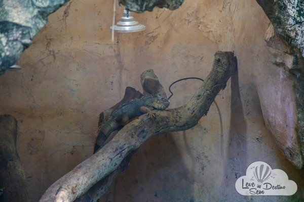parque das aves - foz do iguacu - cataratas - parana - preservacao - mata atlantica (14)