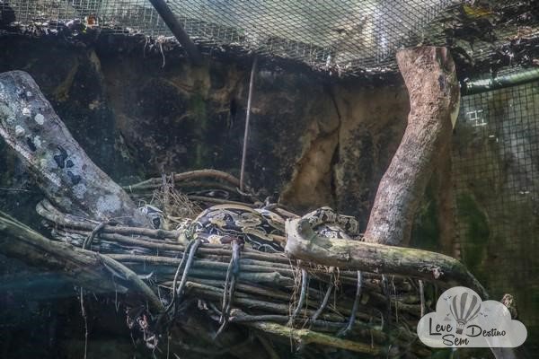 parque das aves - foz do iguacu - cataratas - parana - preservacao - mata atlantica (16)