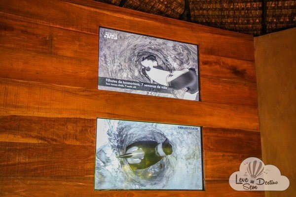 parque das aves - foz do iguacu - cataratas - parana - preservacao - mata atlantica (1)
