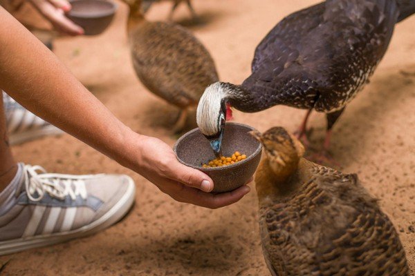 parque das aves - foz do iguacu - cataratas - parana - preservacao - mata atlantica (1)