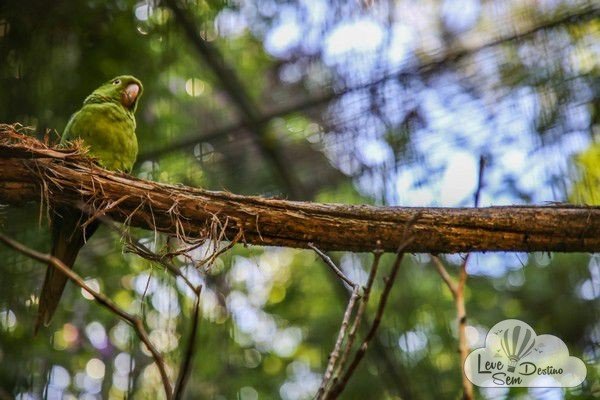 parque das aves - foz do iguacu - cataratas - parana - preservacao - mata atlantica (30)