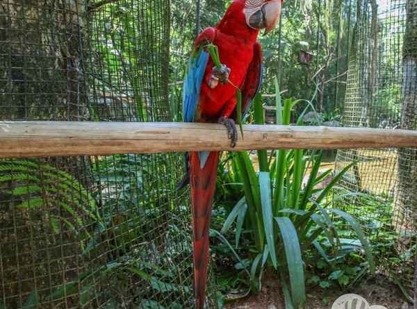 parque das aves - foz do iguacu - cataratas - parana - preservacao - mata atlantica (37)