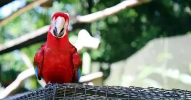 parque-das-aves-foz-do-iguacu-cataratas-parana-preservacao-mata-atlantica