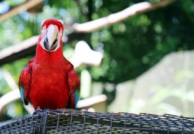 Parque das Aves – Um Santuário de Preservação em Foz do Iguaçu