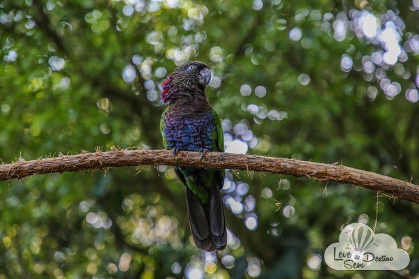 parque das aves - foz do iguacu - cataratas - parana - preservacao - mata atlantica (50)